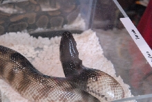 Photos from the 2011 National Reptile Breeders Expo (NRBE) in Daytona, Flor