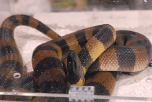 Photos from the 2011 National Reptile Breeders Expo (NRBE) in Daytona, Flor