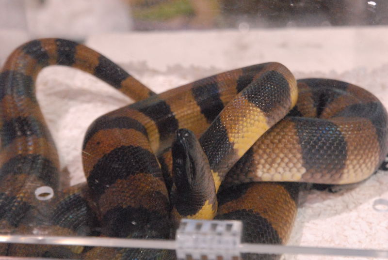Photos from the 2011 National Reptile Breeders Expo (NRBE) in Daytona, Flor