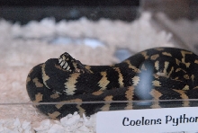 Photos from the 2011 National Reptile Breeders Expo (NRBE) in Daytona, Flor