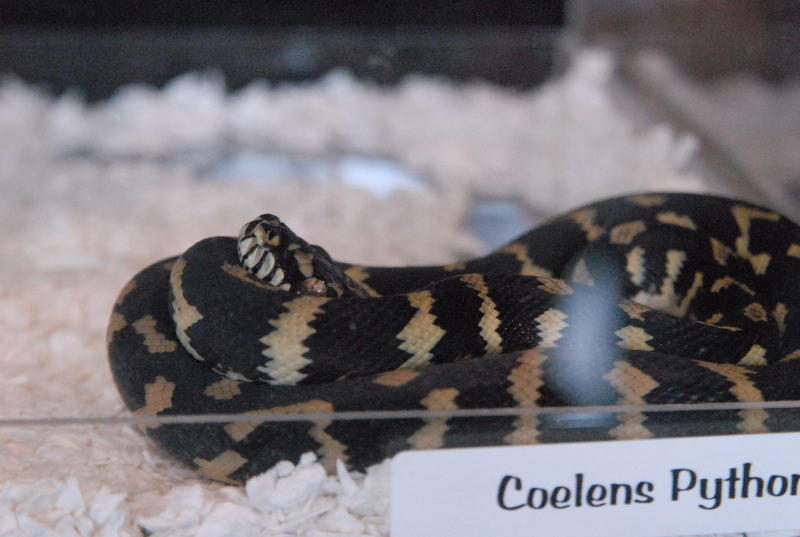 Photos from the 2011 National Reptile Breeders Expo (NRBE) in Daytona, Flor