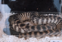 Photos from the 2011 National Reptile Breeders Expo (NRBE) in Daytona, Flor