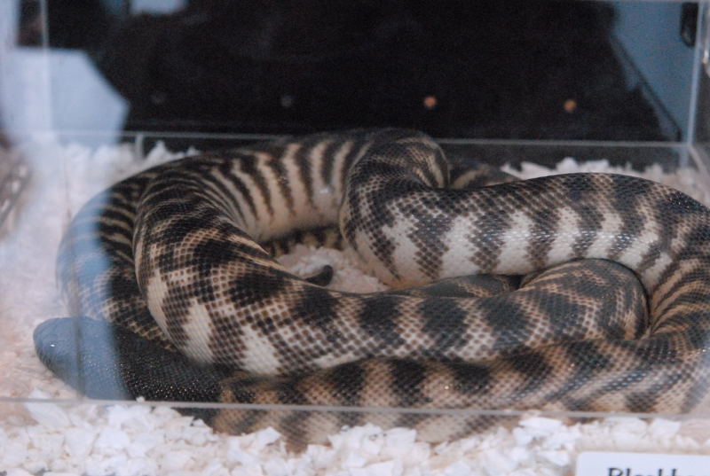 Photos from the 2011 National Reptile Breeders Expo (NRBE) in Daytona, Flor