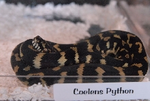 Photos from the 2011 National Reptile Breeders Expo (NRBE) in Daytona, Flor