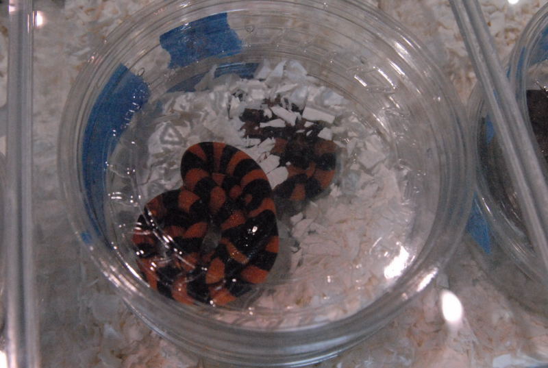 Photos from the 2011 National Reptile Breeders Expo (NRBE) in Daytona, Flor