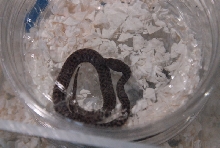 Photos from the 2011 National Reptile Breeders Expo (NRBE) in Daytona, Flor