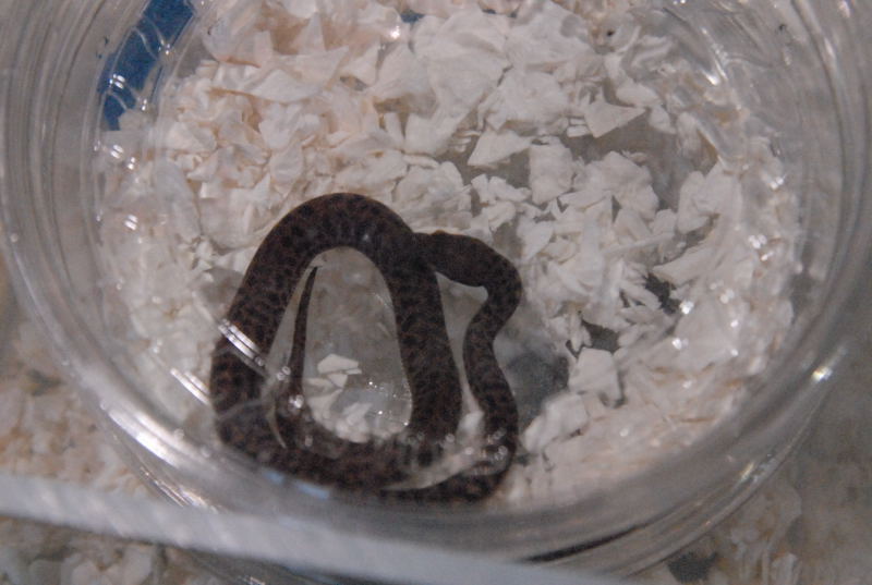 Photos from the 2011 National Reptile Breeders Expo (NRBE) in Daytona, Flor