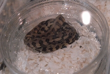 Photos from the 2011 National Reptile Breeders Expo (NRBE) in Daytona, Flor
