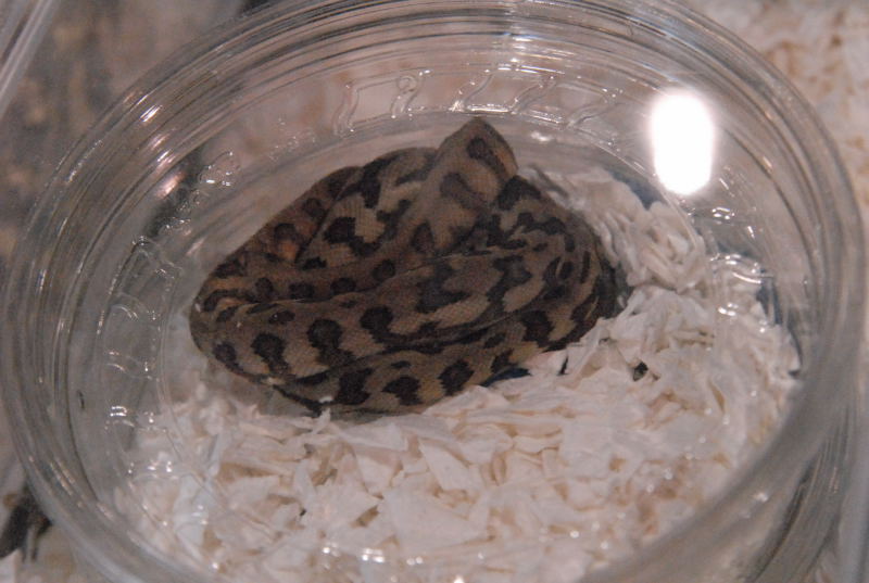 Photos from the 2011 National Reptile Breeders Expo (NRBE) in Daytona, Flor