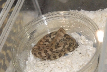 Photos from the 2011 National Reptile Breeders Expo (NRBE) in Daytona, Flor