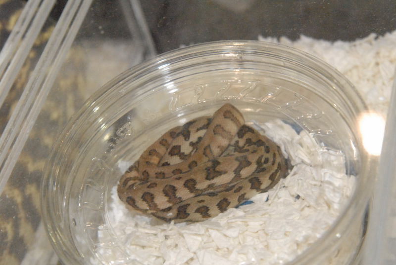 Photos from the 2011 National Reptile Breeders Expo (NRBE) in Daytona, Flor