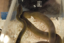 Photos from the 2011 National Reptile Breeders Expo (NRBE) in Daytona, Flor