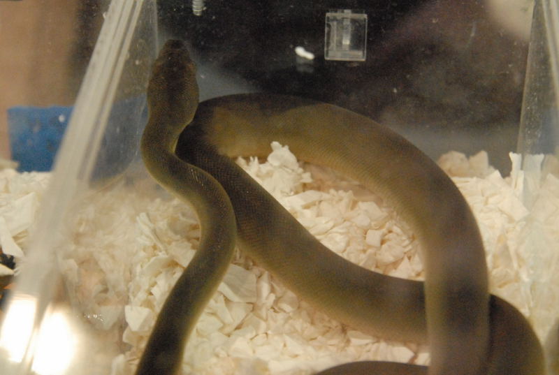 Photos from the 2011 National Reptile Breeders Expo (NRBE) in Daytona, Flor