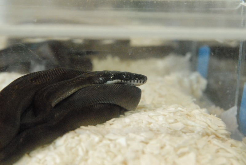 Photos from the 2011 National Reptile Breeders Expo (NRBE) in Daytona, Flor