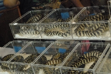 Photos from the 2011 National Reptile Breeders Expo (NRBE) in Daytona, Flor