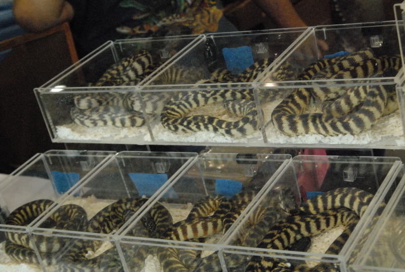 Photos from the 2011 National Reptile Breeders Expo (NRBE) in Daytona, Flor