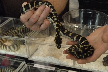 Photos from the 2011 National Reptile Breeders Expo (NRBE) in Daytona, Flor