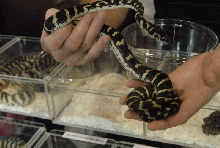 Photos from the 2011 National Reptile Breeders Expo (NRBE) in Daytona,  Flo