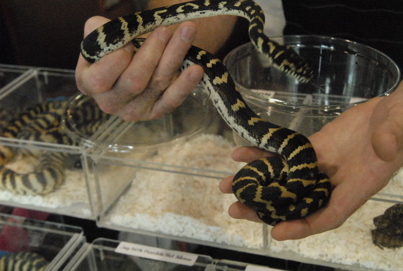 Photos from the 2011 National Reptile Breeders Expo (NRBE) in Daytona,  Flo