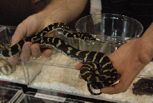 Photos from the 2011 National Reptile Breeders Expo (NRBE) in Daytona,  Flo