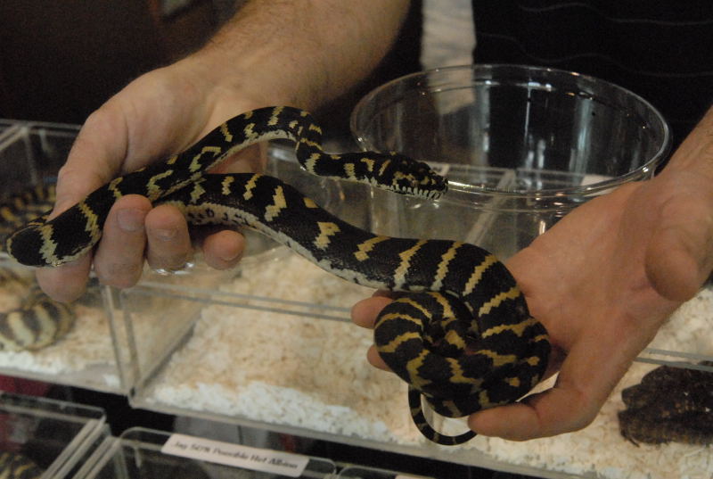Photos from the 2011 National Reptile Breeders Expo (NRBE) in Daytona,  Flo