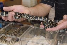 Photos from the 2011 National Reptile Breeders Expo (NRBE) in Daytona,  Flo