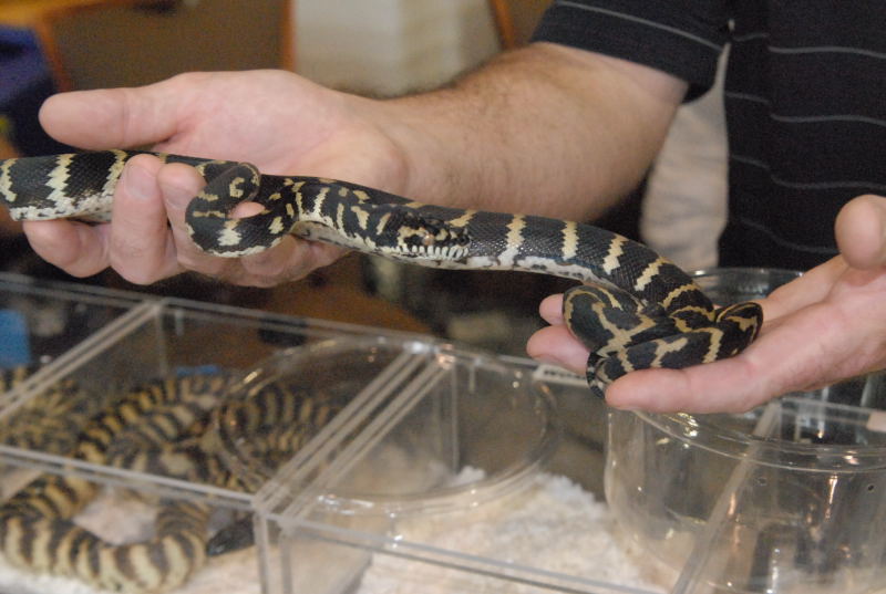 Photos from the 2011 National Reptile Breeders Expo (NRBE) in Daytona,  Flo