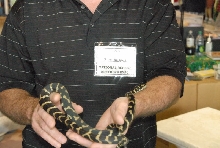Photos from the 2011 National Reptile Breeders Expo (NRBE) in Daytona,  Flo