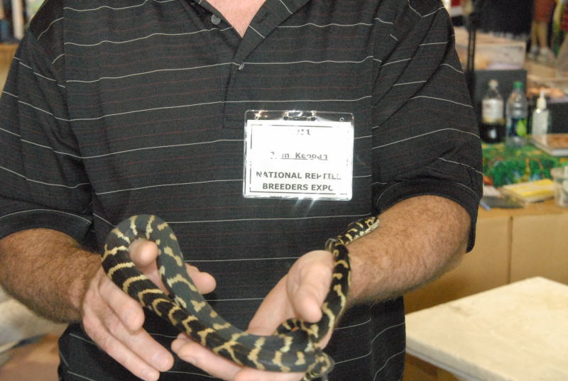 Photos from the 2011 National Reptile Breeders Expo (NRBE) in Daytona,  Flo