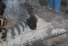 Photos from the 2011 National Reptile Breeders Expo (NRBE) in Daytona,  Flo