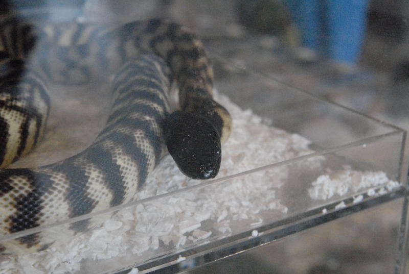 Photos from the 2011 National Reptile Breeders Expo (NRBE) in Daytona,  Flo