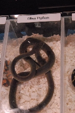 Photos from the 2011 National Reptile Breeders Expo (NRBE) in Daytona,  Flo
