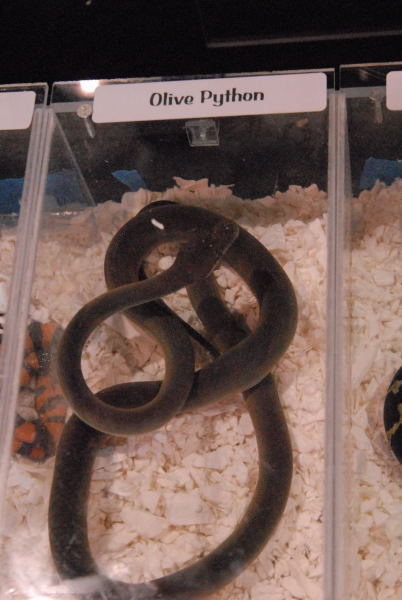 Photos from the 2011 National Reptile Breeders Expo (NRBE) in Daytona,  Flo
