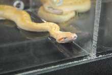 Photos from the 2011 National Reptile Breeders Expo (NRBE) in Daytona,  Flo