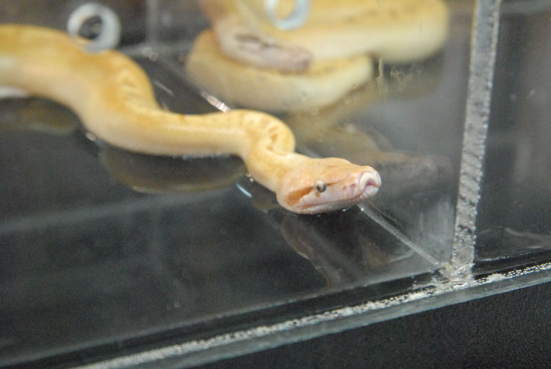 Photos from the 2011 National Reptile Breeders Expo (NRBE) in Daytona,  Flo