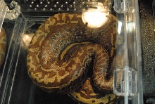 Photos from the 2011 National Reptile Breeders Expo (NRBE) in Daytona,  Flo