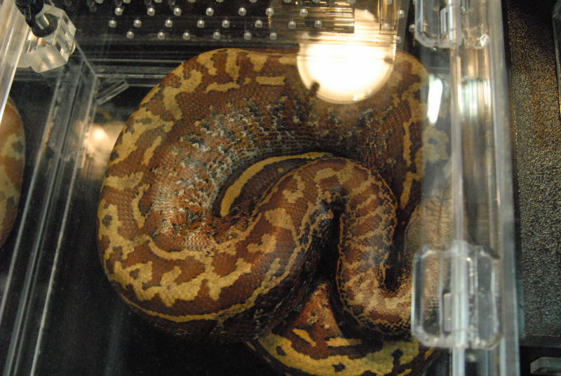 Photos from the 2011 National Reptile Breeders Expo (NRBE) in Daytona,  Flo