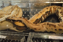 Photos from the 2011 National Reptile Breeders Expo (NRBE) in Daytona,  Flo