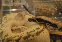 Photos from the 2011 National Reptile Breeders Expo (NRBE) in Daytona,  Flo