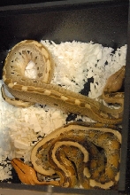 Scenes from the NRBE 2011