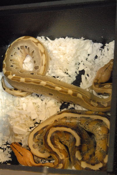 Scenes from the NRBE 2011