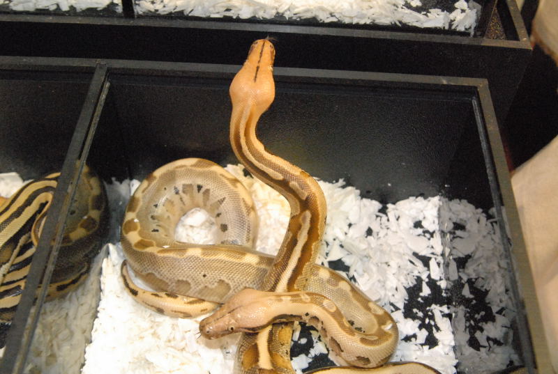 Scenes from the NRBE 2011