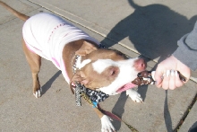 Demonstration against Dog Fighting April 26, 2010