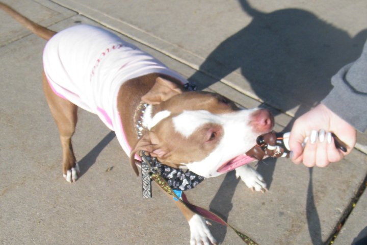 Demonstration against Dog Fighting April 26, 2010