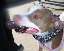 Demonstration against Dog Fighting April 26, 2010
