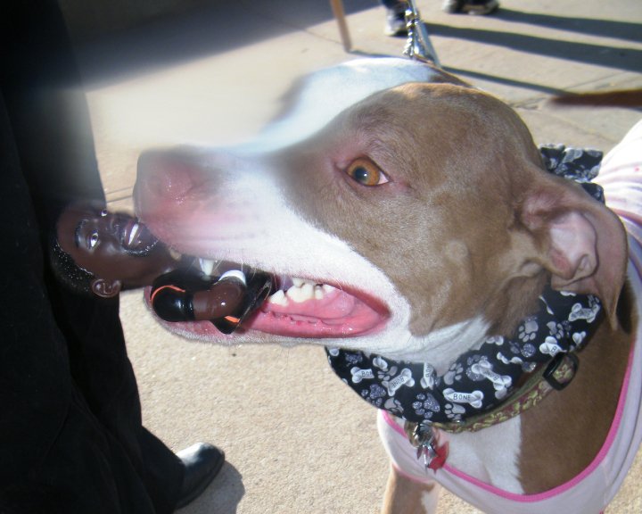 Demonstration against Dog Fighting April 26, 2010