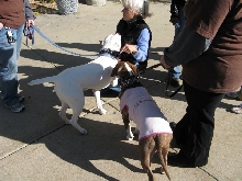 Demonstration against Dog Fighting April 26, 2010