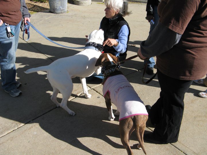 Demonstration against Dog Fighting April 26, 2010