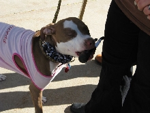 Demonstration against Dog Fighting April 26, 2010