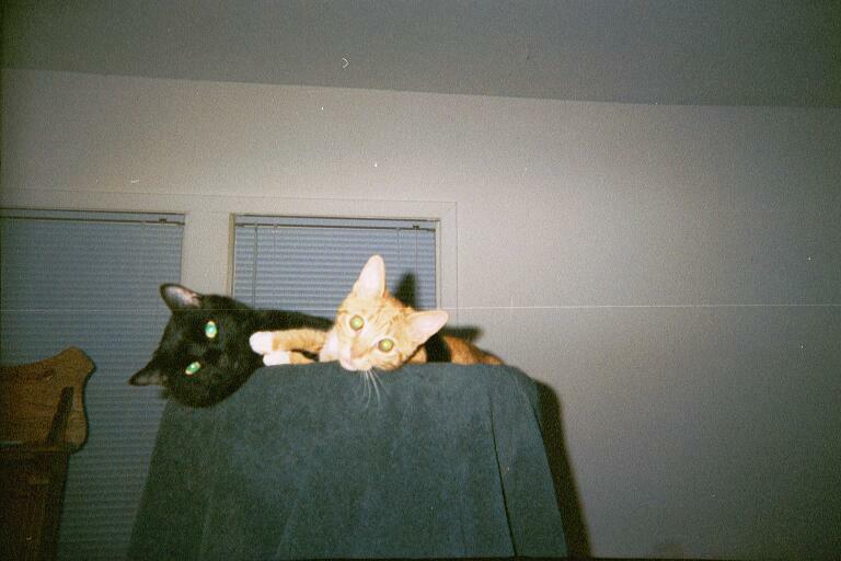 silky & misty forever